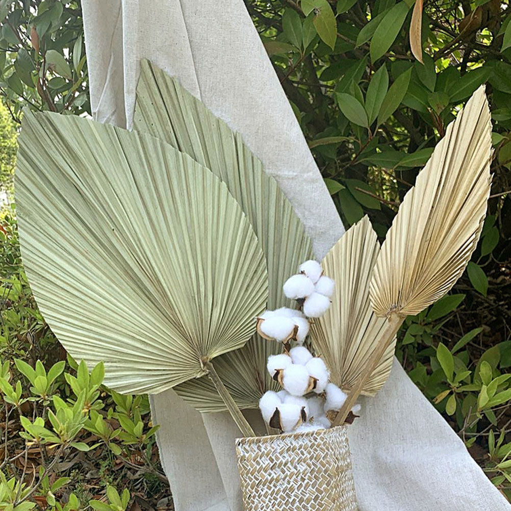 1Pcs Natural Dried Palm Leaf D - Palm Leaf Dried ulasan dan harga
