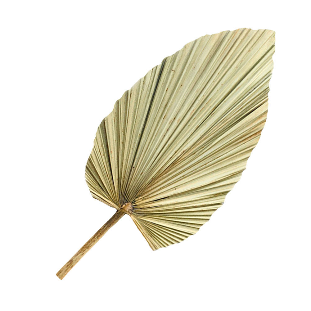 1Pcs Natural Dried Palm Leaf D - Palm Leaf Dried ulasan dan harga