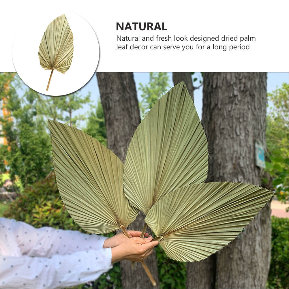 1Pcs Natural Dried Palm Leaf D - Palm Leaf Dried ulasan dan harga
