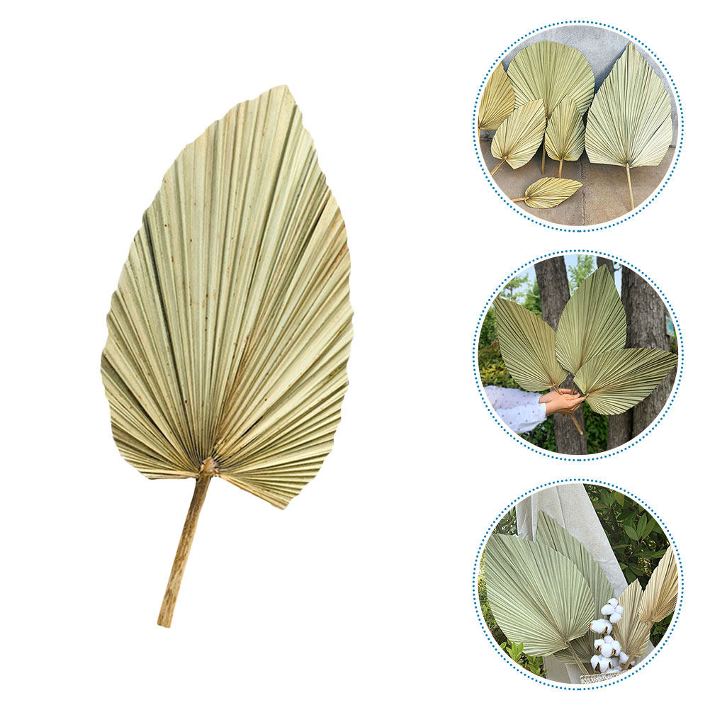 1Pcs Natural Dried Palm Leaf D - Palm Leaf Dried ulasan dan harga
