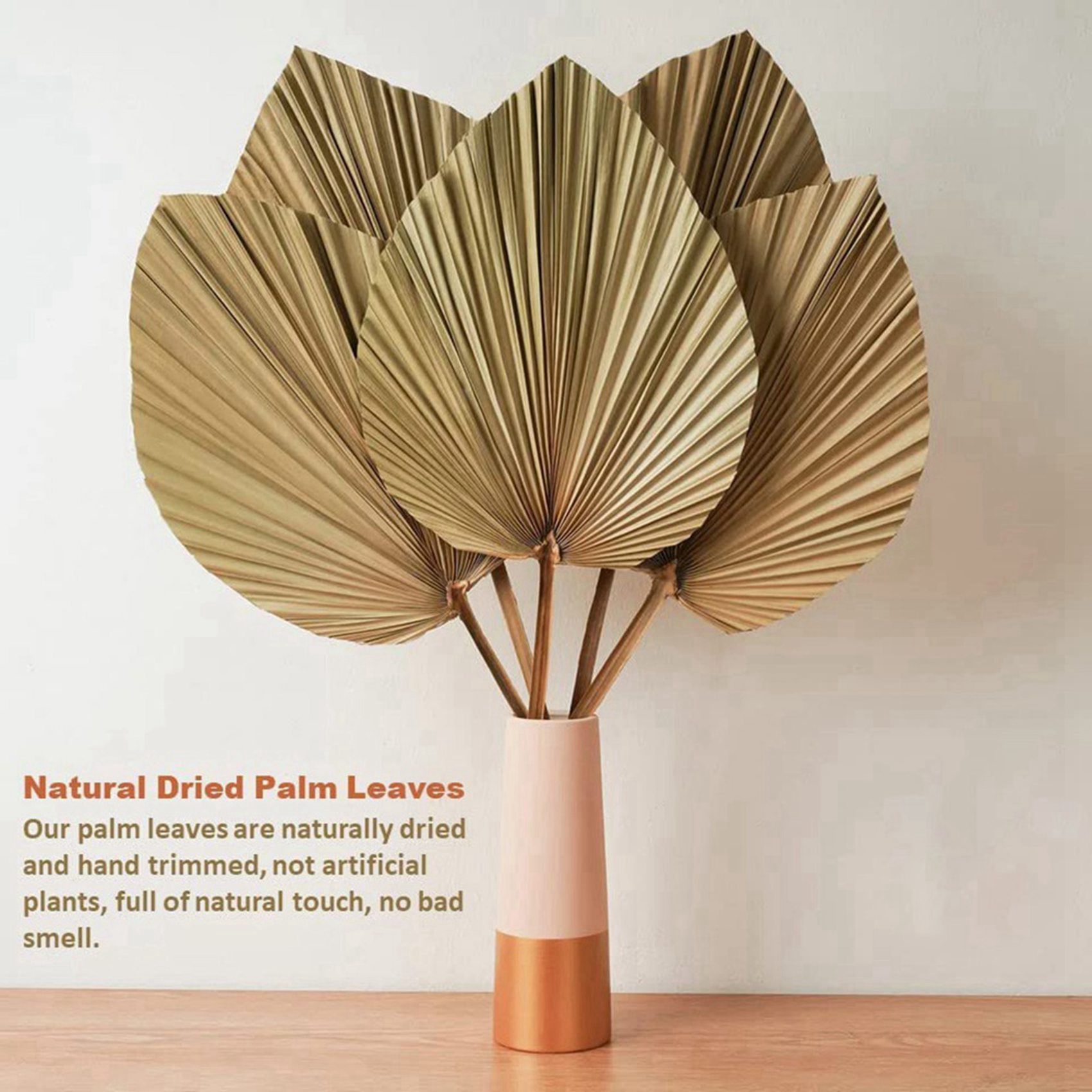 8 Pieces Natural Dried Palm Le - Palm Leaf Dried ulasan dan harga