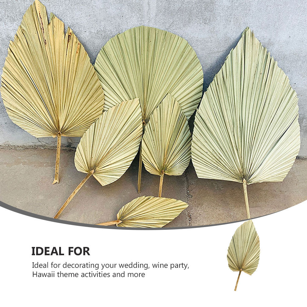 1Pcs Natural Palm Leaf Dried O - Palm Leaf Dried ulasan dan harga