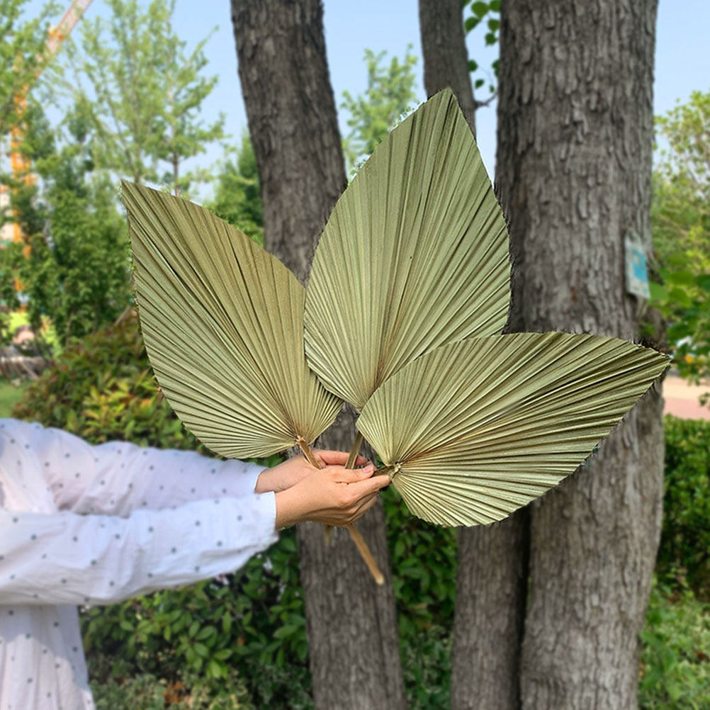 1Pcs Natural Palm Leaf Dried O - Palm Leaf Dried ulasan dan harga