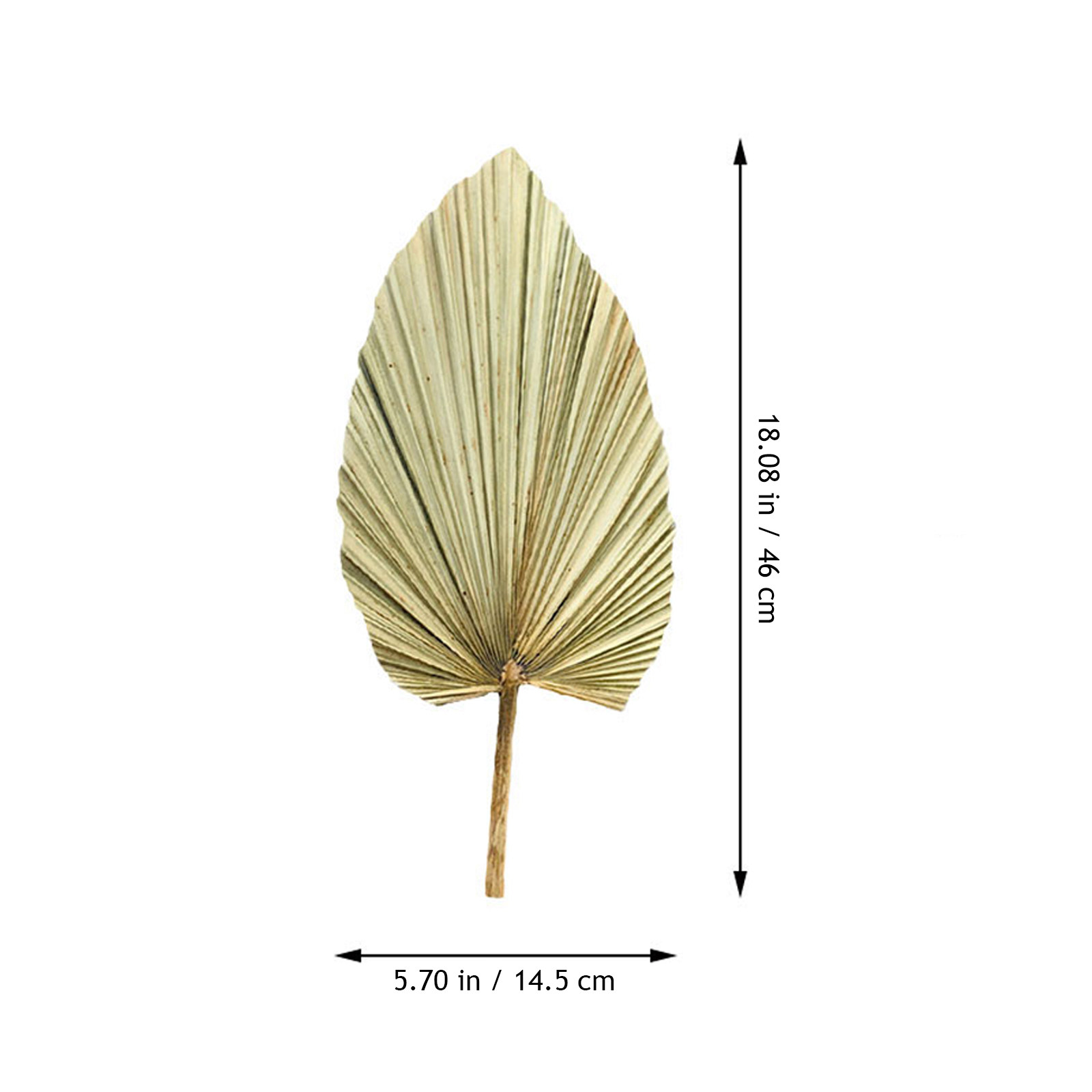 1Pcs Natural Palm Leaf Dried O - Palm Leaf Dried ulasan dan harga