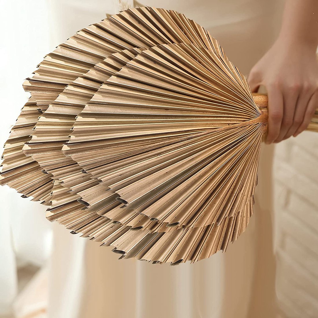 5Pcs Natural Dried Palm Leaves - Palm Leaf Dried ulasan dan harga