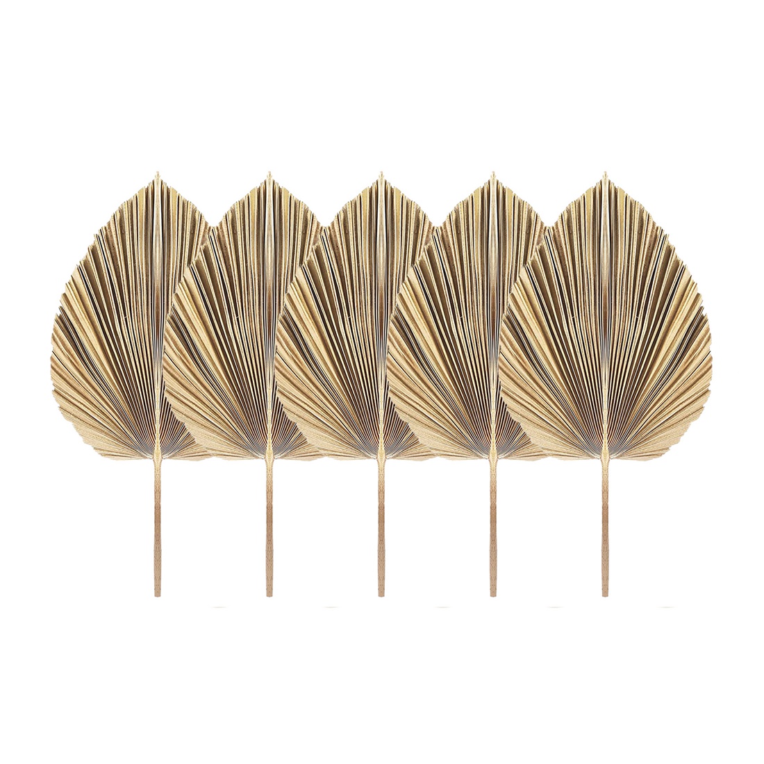 5Pcs Natural Dried Palm Leaves - Palm Leaf Dried ulasan dan harga
