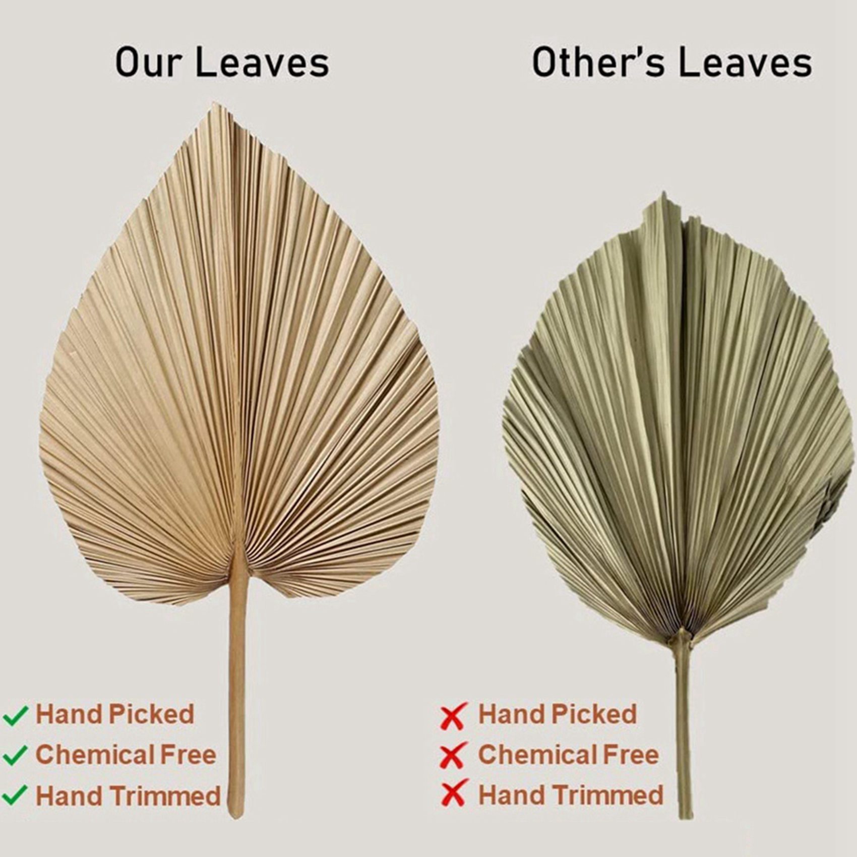 AT02-8 Pieces Natural Dried Pa - Palm Leaf Dried ulasan dan harga