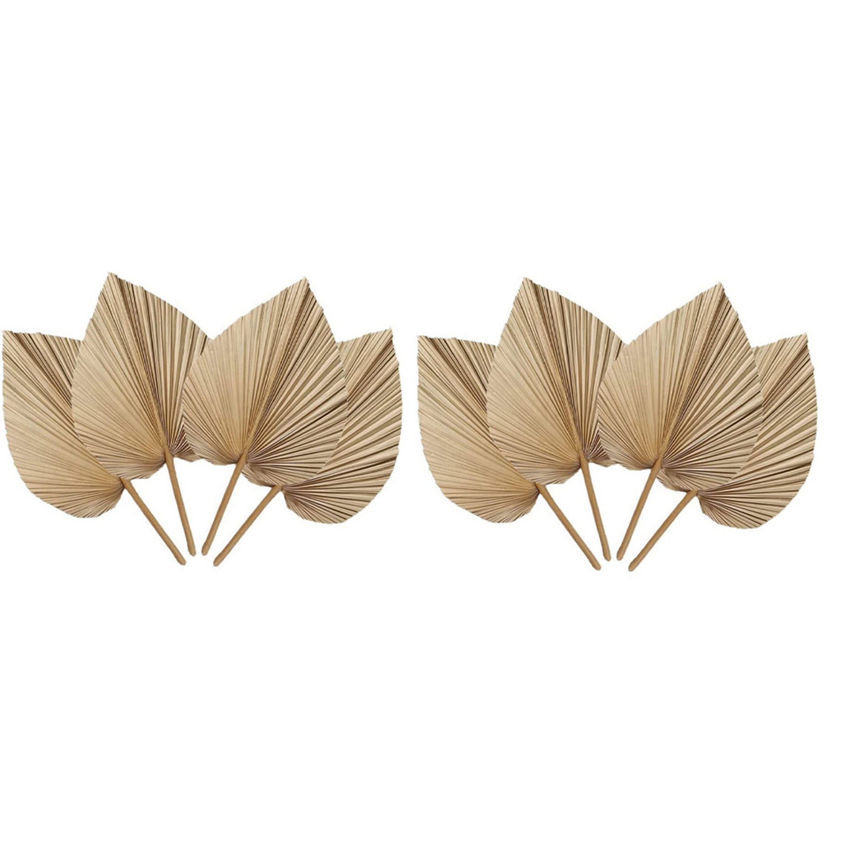 AT02-8 Pieces Natural Dried Pa - Palm Leaf Dried ulasan dan harga