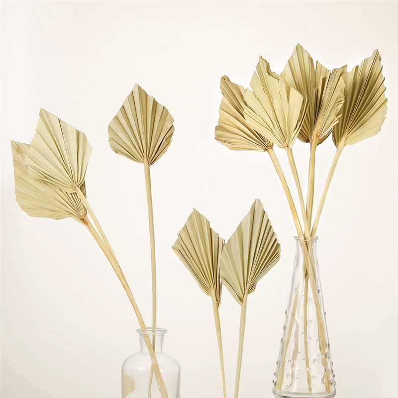 ABYN-Boho Dried Palm Spears Sm - Palm Leaf Dried ulasan dan harga