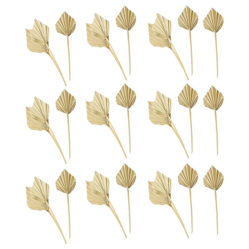 AS60-30 Pcs Boho Dried Palm Sp - Palm Leaf Dried ulasan dan harga