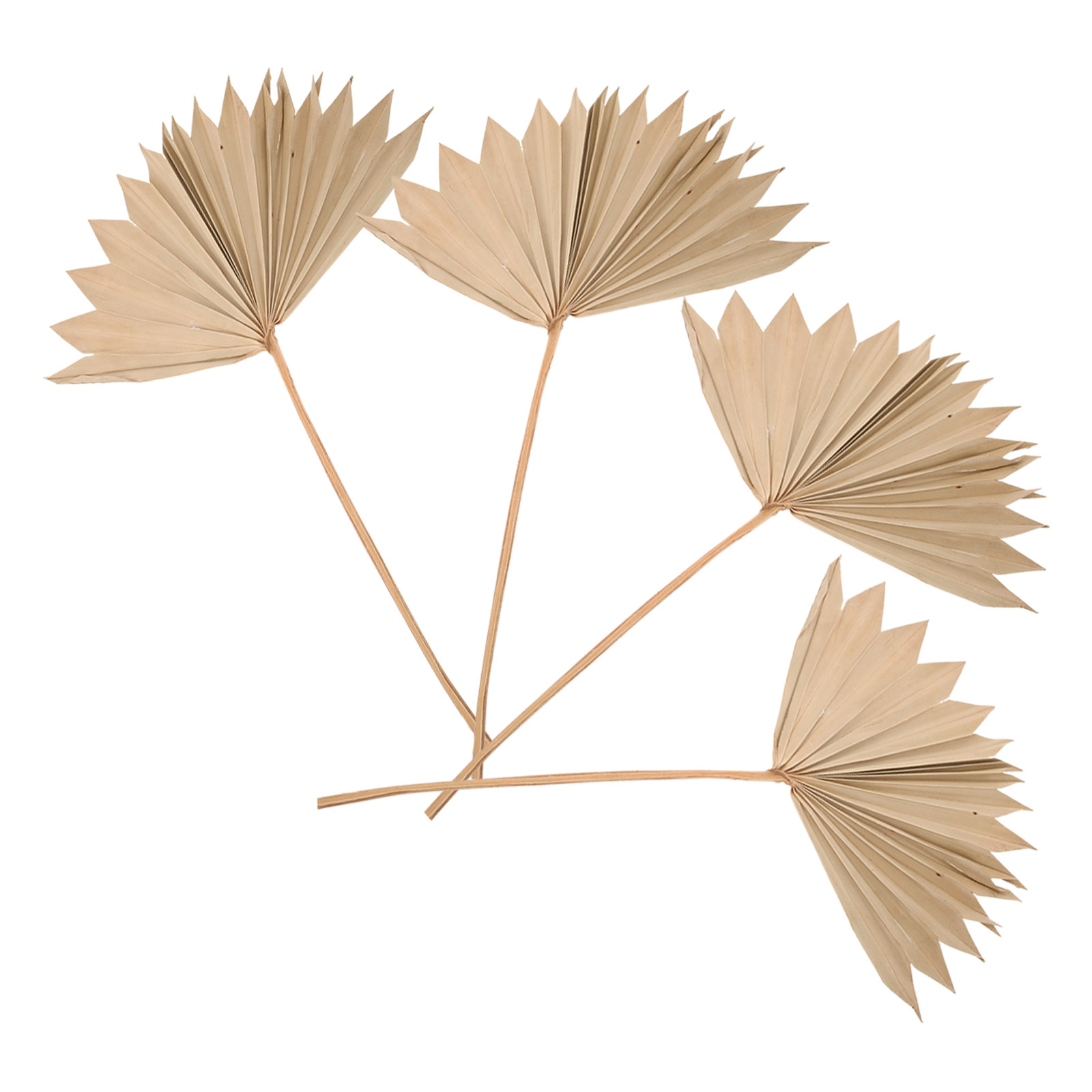 4Pcs Dried Palm Leaf Ornament  - Palm Leaf Dried ulasan dan harga