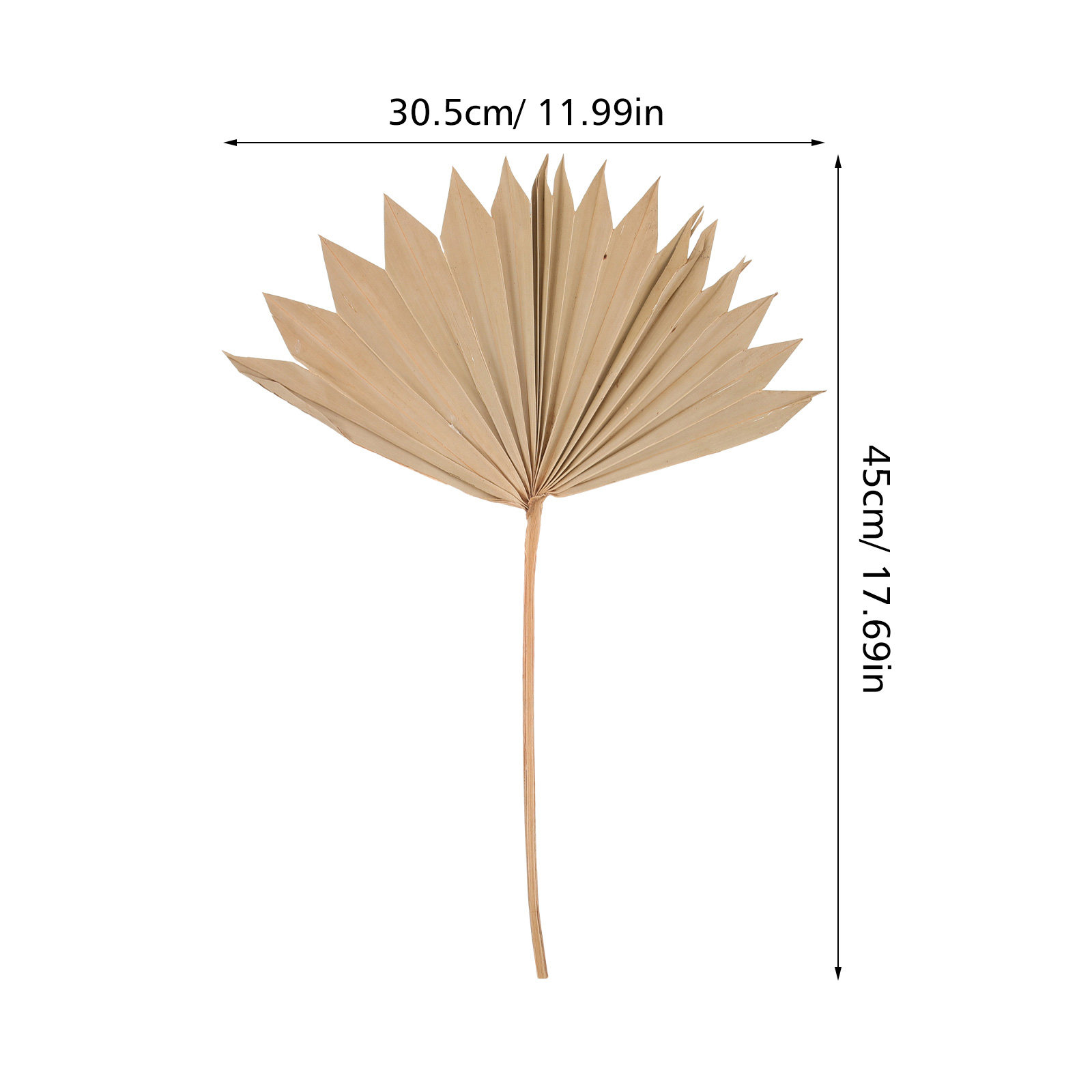4Pcs Dried Palm Leaf Ornament  - Palm Leaf Dried ulasan dan harga