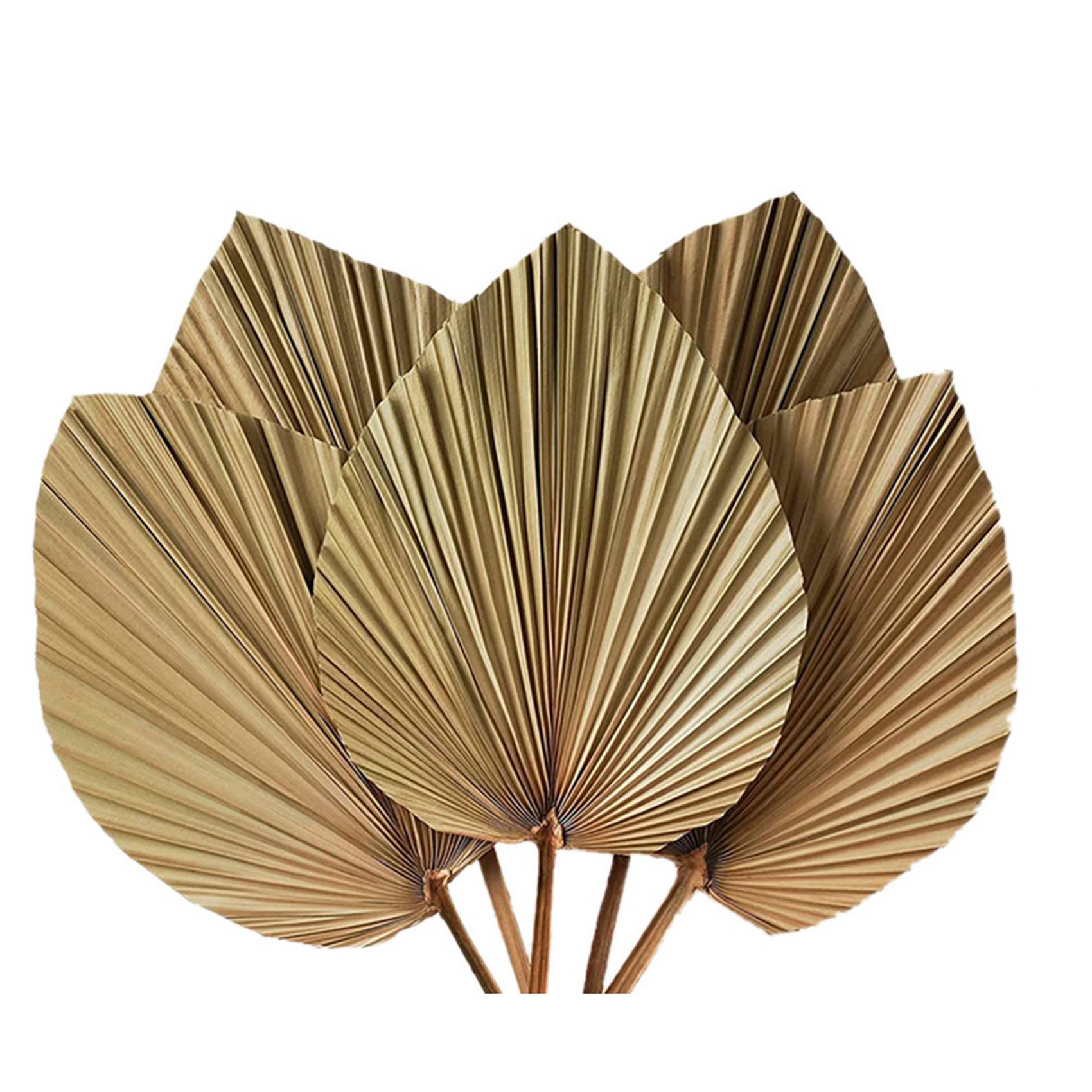 Dried Palm Leaves Room Decor 1 - Palm Leaf Dried ulasan dan harga