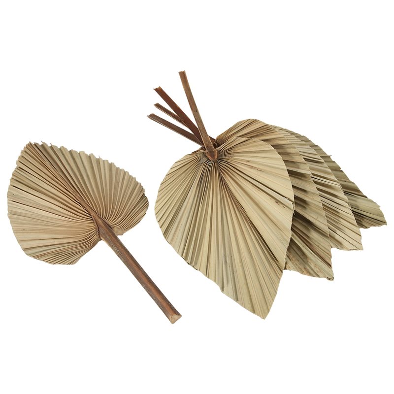 SEWS-5Pcs Natural Dried Palm L - Palm Leaf Dried ulasan dan harga