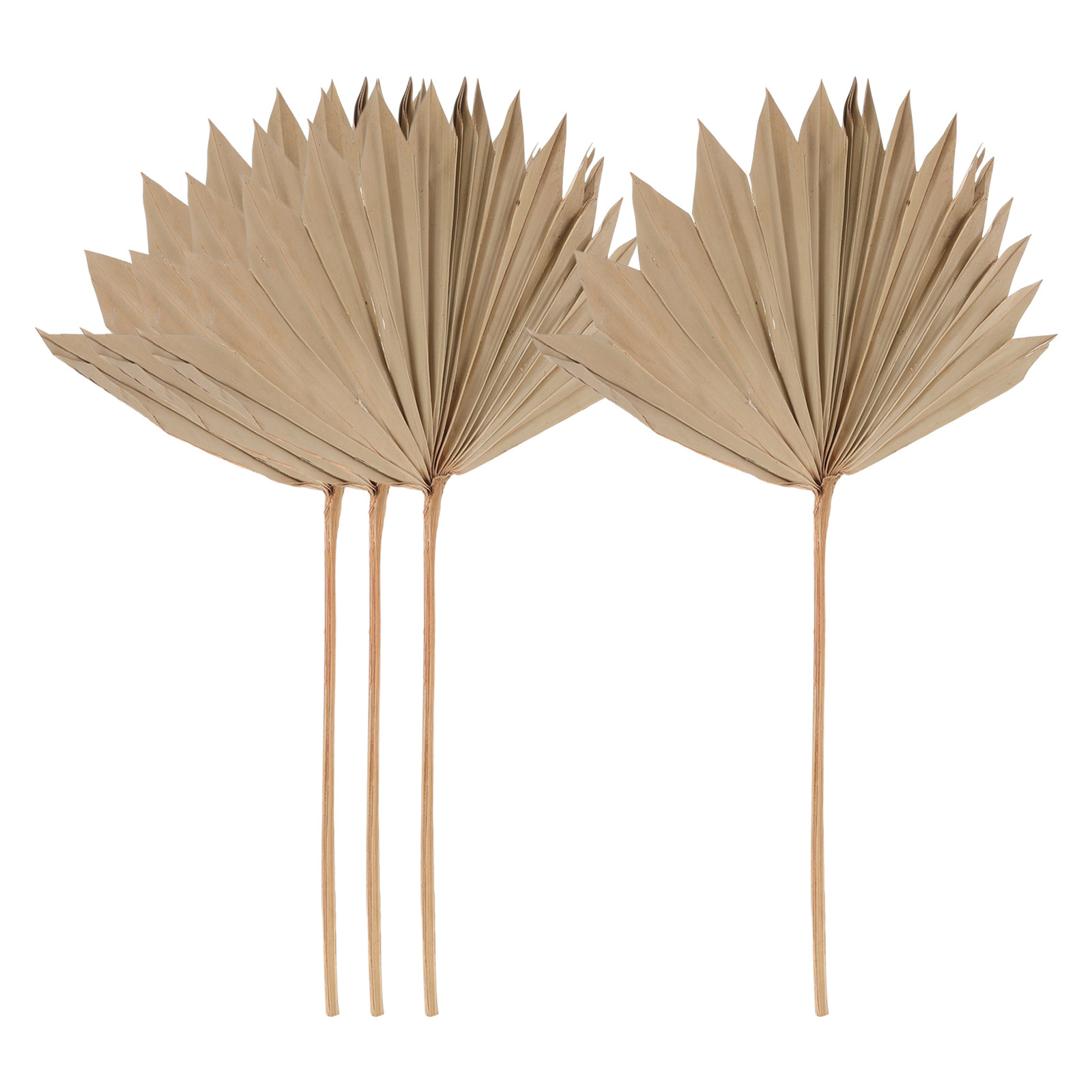 4Pcs Dried Palm Leaf Decor Nat - Palm Leaf Dried ulasan dan harga