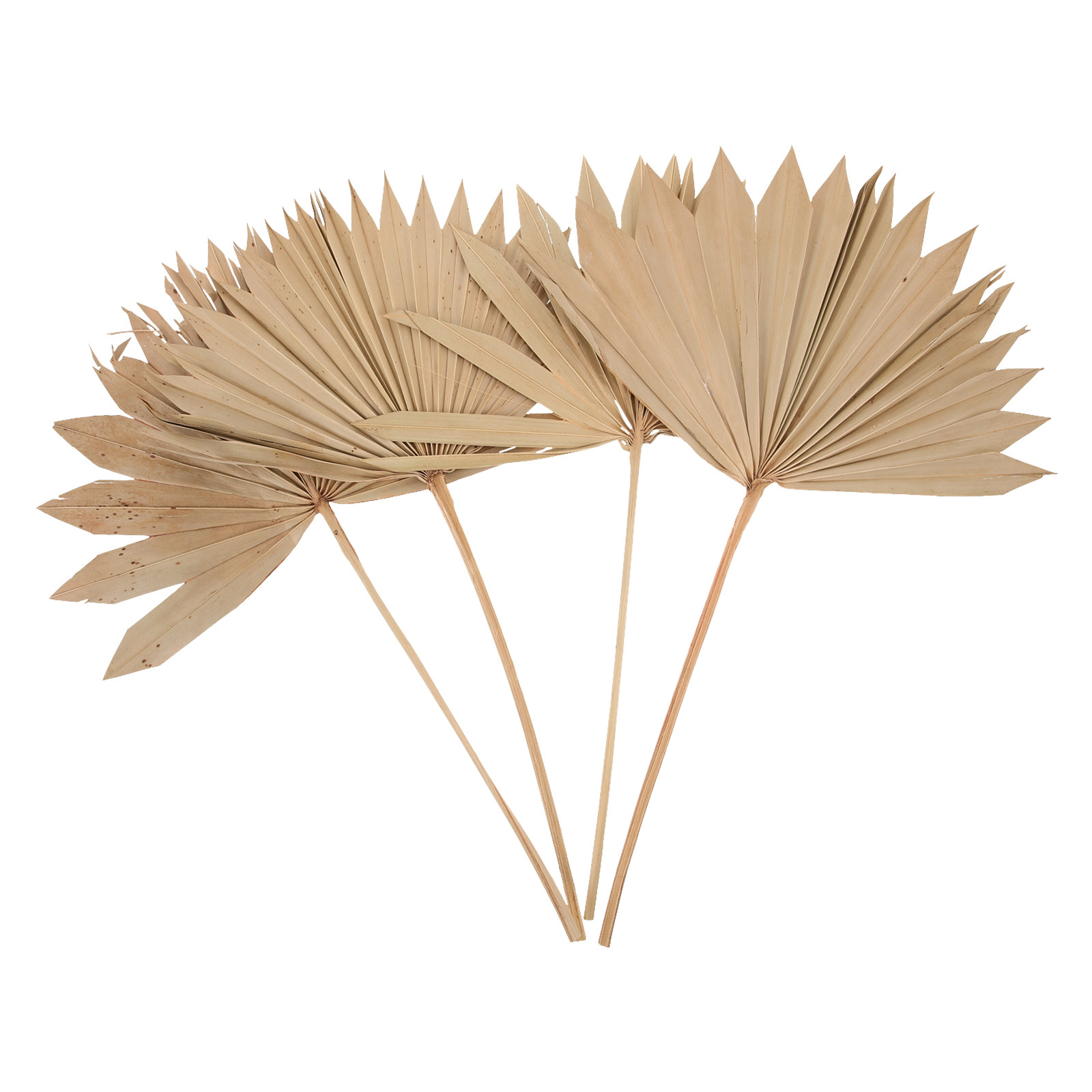4Pcs Dried Palm Leaf Decor Nat - Palm Leaf Dried ulasan dan harga