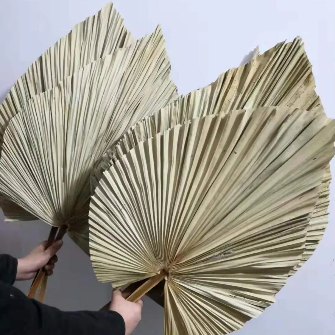 Natural Dried Palm Leaves, DIY - Palm Leaf Dried ulasan dan harga