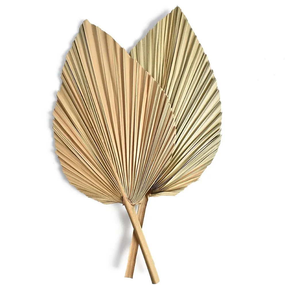Natural Dried Palm Leaves, DIY - Palm Leaf Dried ulasan dan harga