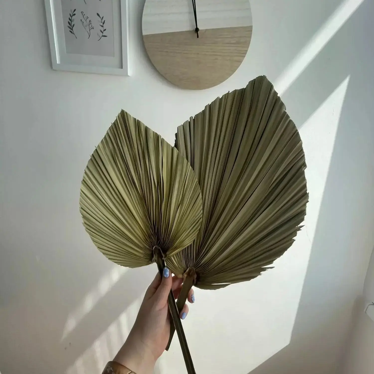 Natural Dried Palm Leaves, DIY - Palm Leaf Dried ulasan dan harga