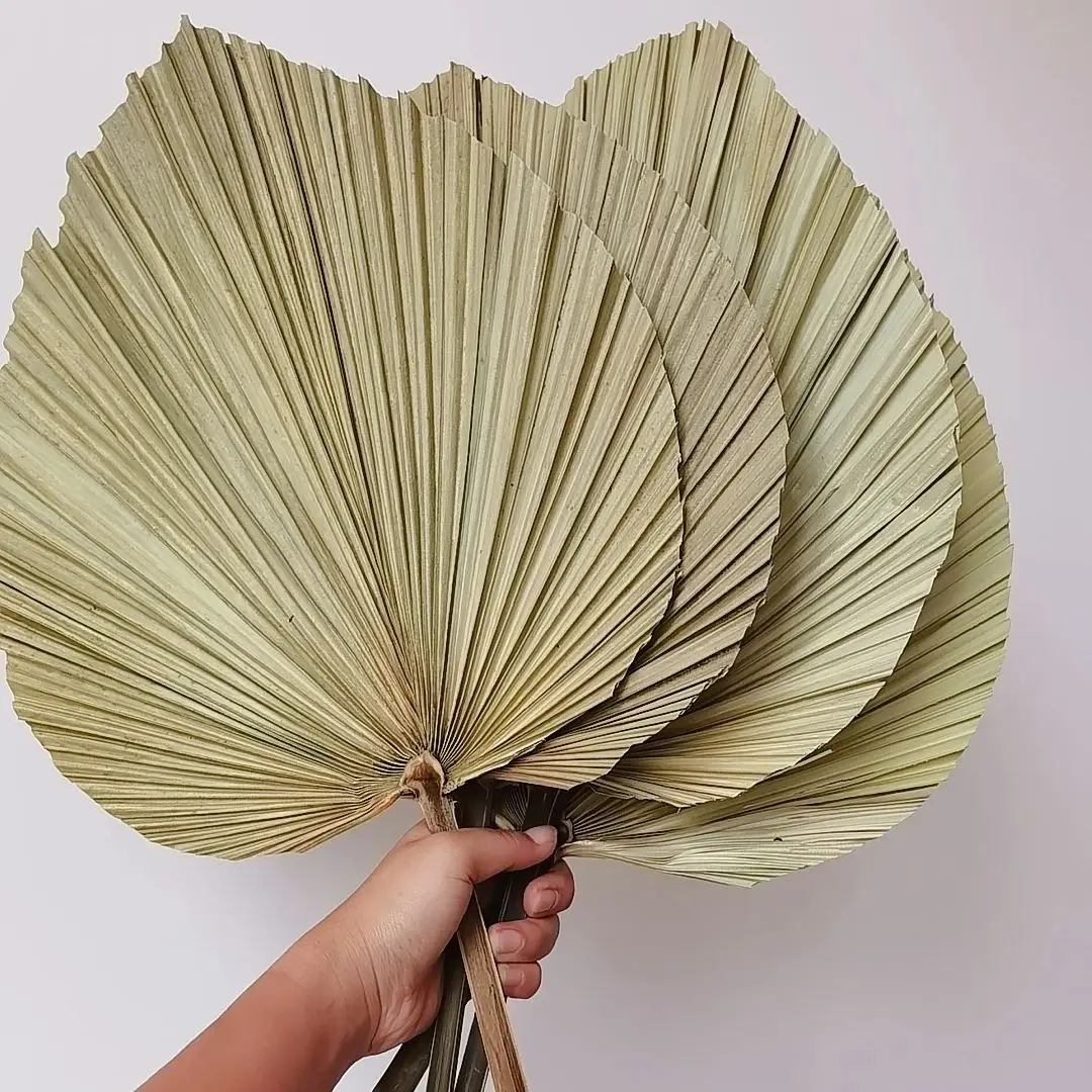 Natural Dried Palm Leaves, DIY - Palm Leaf Dried ulasan dan harga