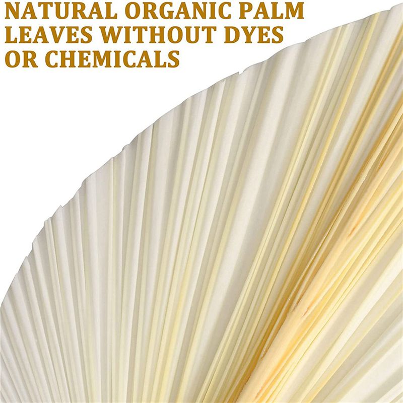 Large White Dried Palm Leaves  - Palm Leaf Dried ulasan dan harga