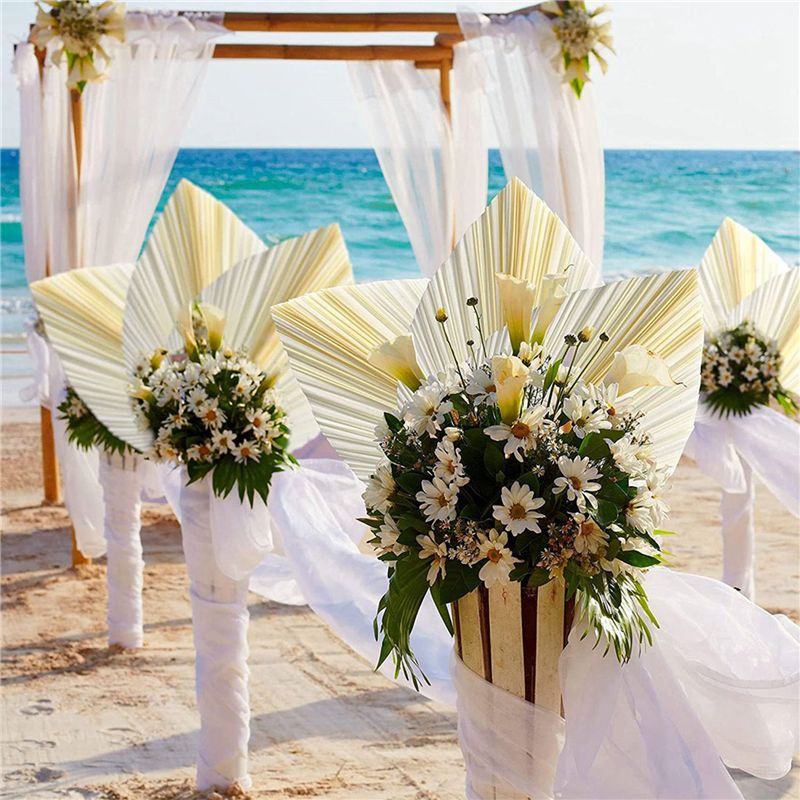 Large White Dried Palm Leaves  - Palm Leaf Dried ulasan dan harga