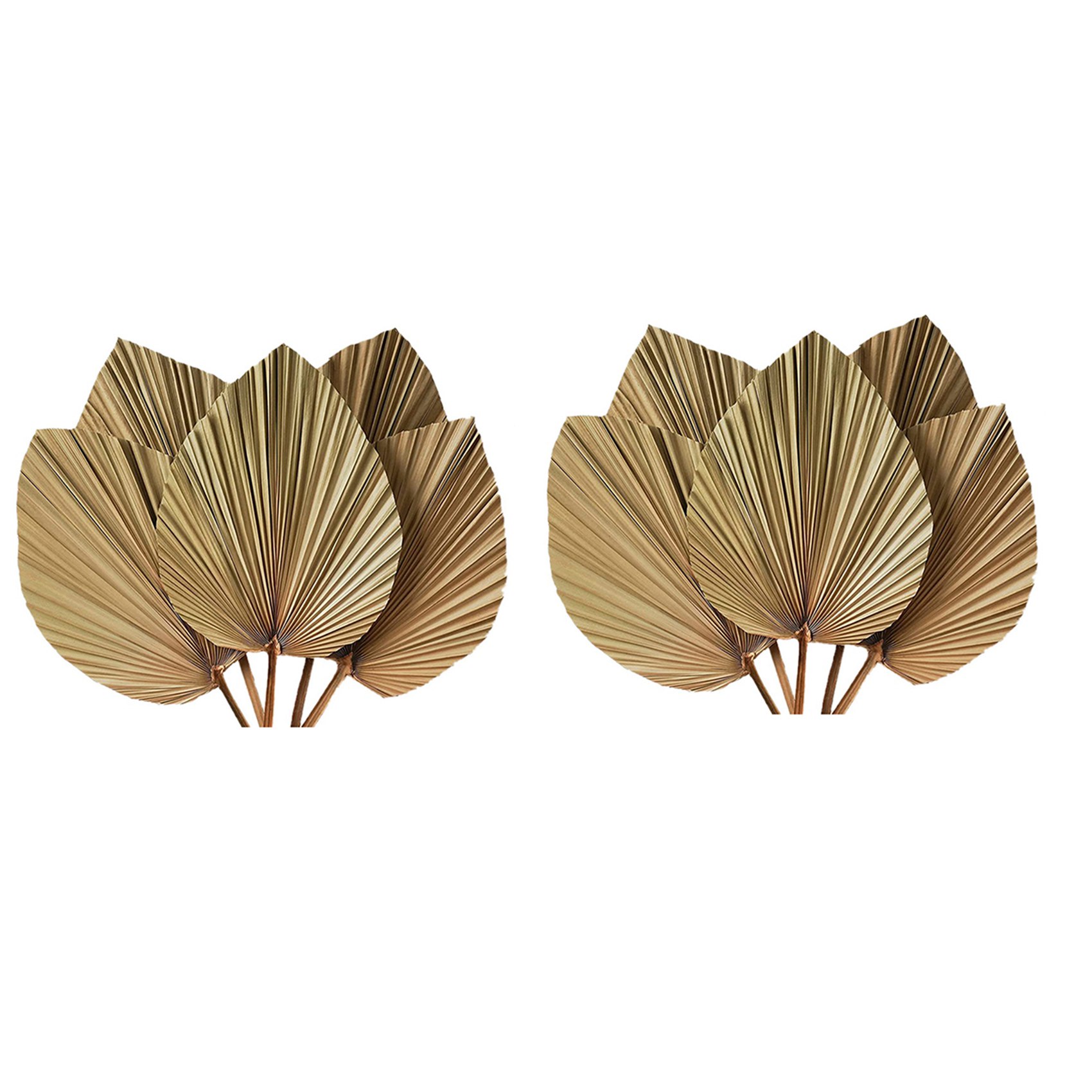 Dried Palm Leaves Room Decor 1 - Palm Leaf Dried ulasan dan harga